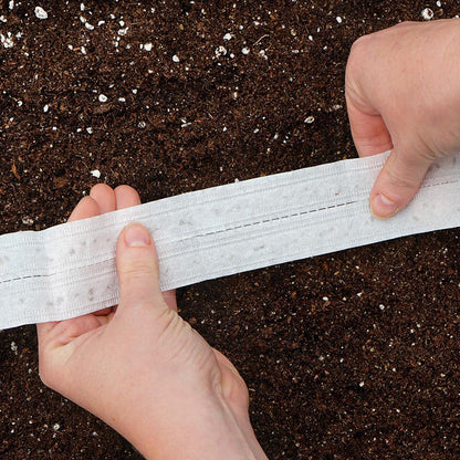 Lettuce Seed Tape, Grand Rapids