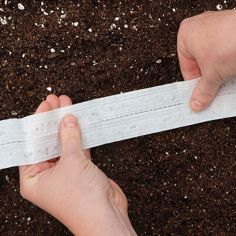 Onion Seed Tape, White Lisbon Bunching