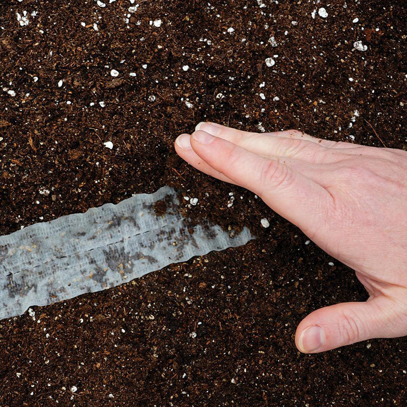 Lettuce Seed Tape, Grand Rapids